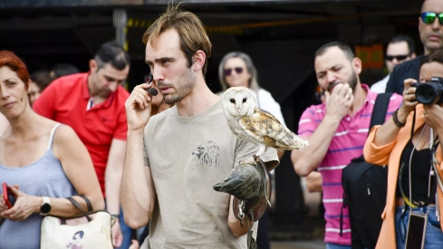 Cetrería en Bembibre (26)