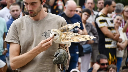 Cetrería en Bembibre (27)