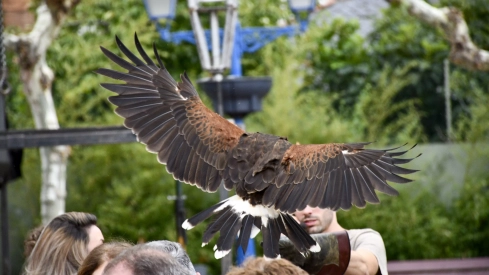Cetrería en Bembibre (29)
