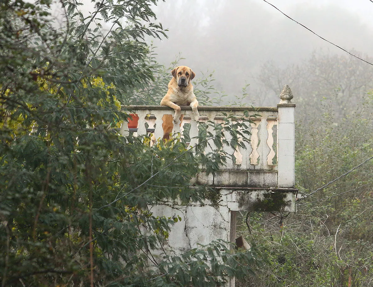 Un perro asomado a un balcón en Villafranca del Bierzo.