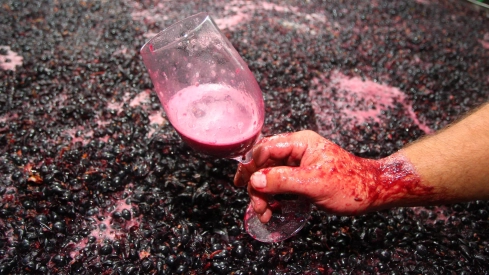 Vendimia de vino del Bierzo