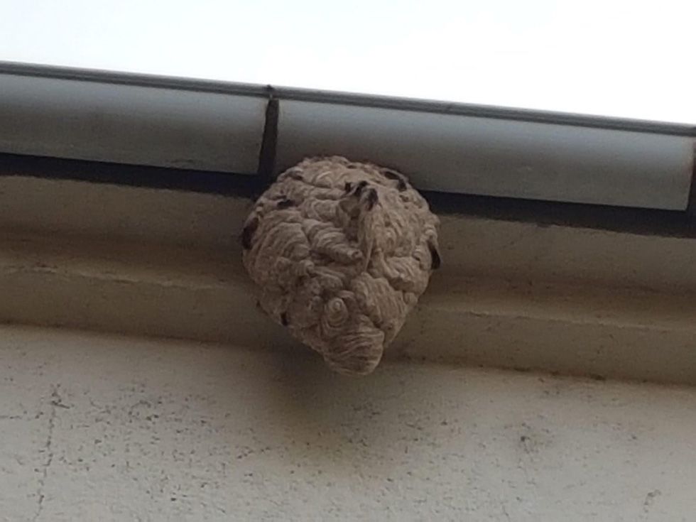 nido vespa velutina cacabelos nido vespa velutina cacabelos