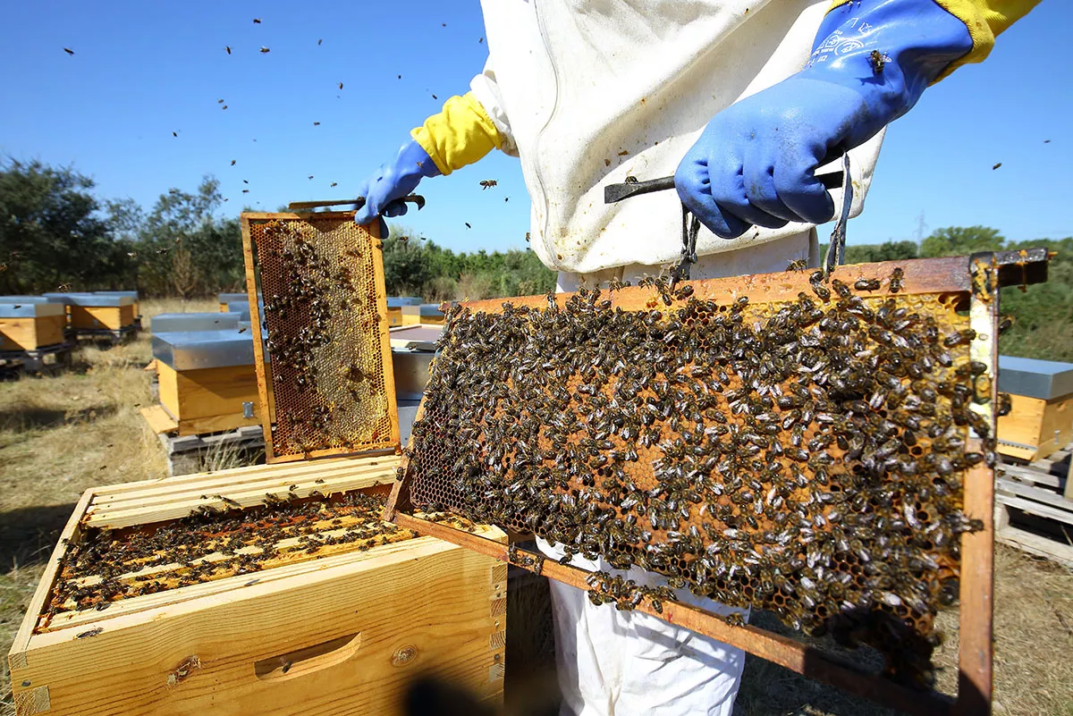 Panales de abejas de la zona de Las Médulas. Panales de abejas de la zona de Las Médulas.