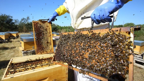 Panales de abejas de la zona de Las Médulas.