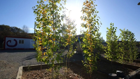 Proyecto ‘Populus adapt’