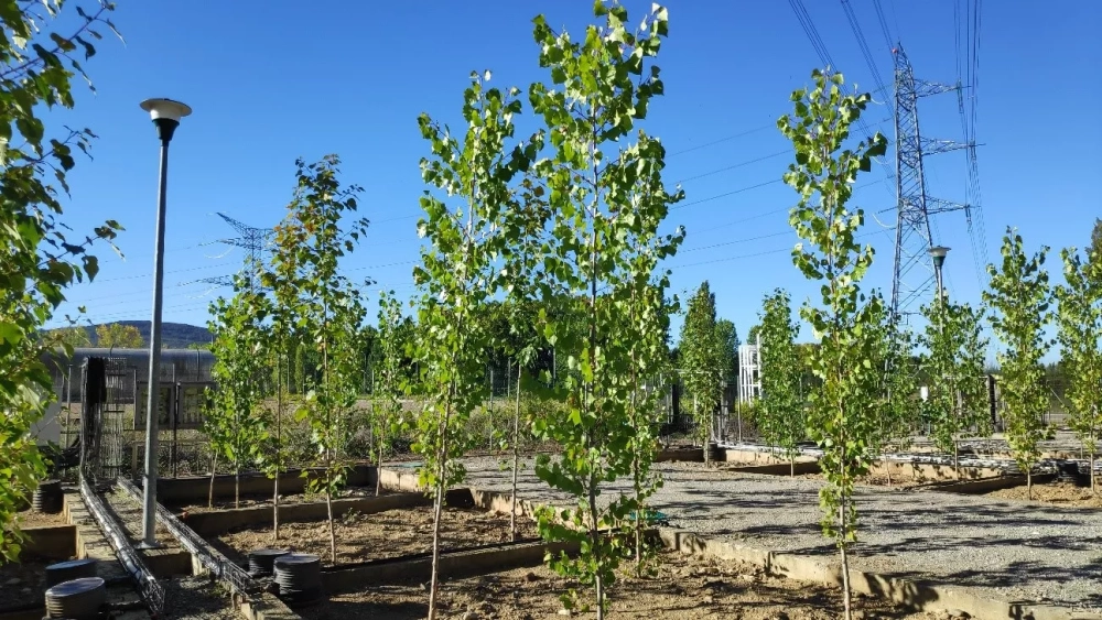 2023 10 10 Proyecto Populus Adapt 06 2023 10 10 Proyecto Populus Adapt 06