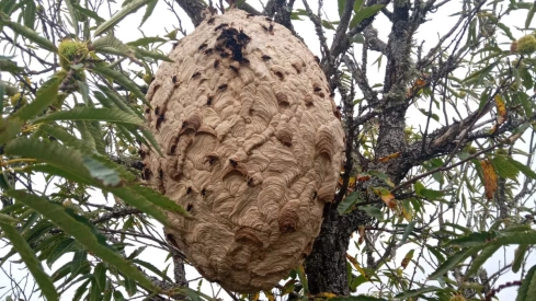 La Diputación de León destina 30.000 euros para combatir el avispón asiático en la provincia