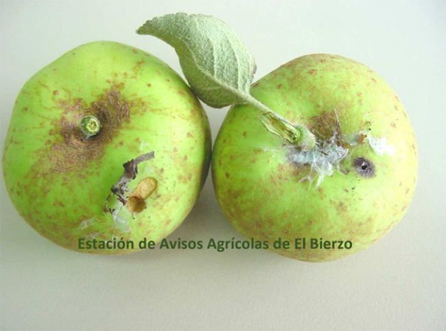 manzana