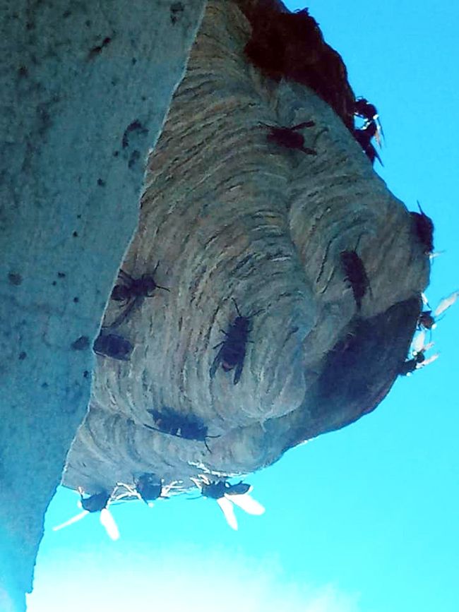 Vespa velutina Ponferrada