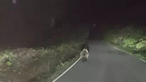 La carretera de Páramo del Sil o Faunia: en un mismo viaje este conductor se encuentra con un oso y una piara de jabalíes