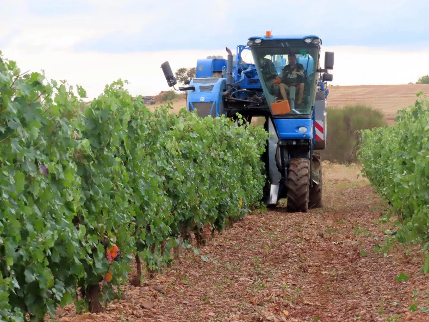 La DO León finaliza una vendimia “accidentada” con la recogida de más de tres millones de uva “de calidad”