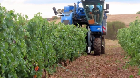 La DO León finaliza una vendimia “accidentada” con la recogida de más de tres millones de uva “de calidad” La DO León finaliza una vendimia “accidentada” con la recogida de más de tres millones de uva “de calidad”