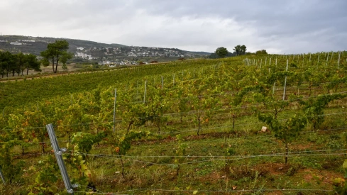 Bodega Heredad Morán & López