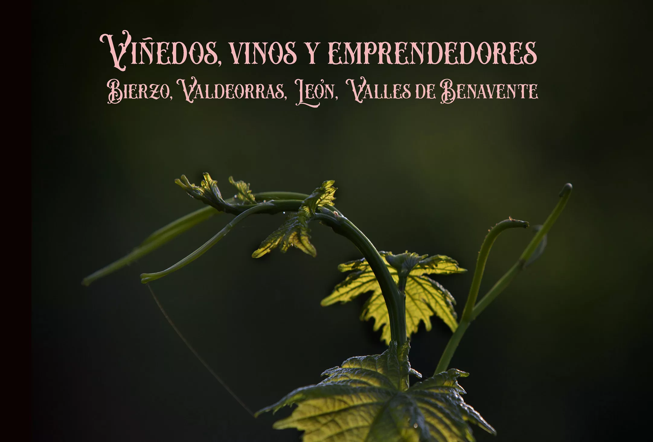 VIÑEDOS Y VINOS. Bierzo, Valdeorras, León, Valles de Benavente