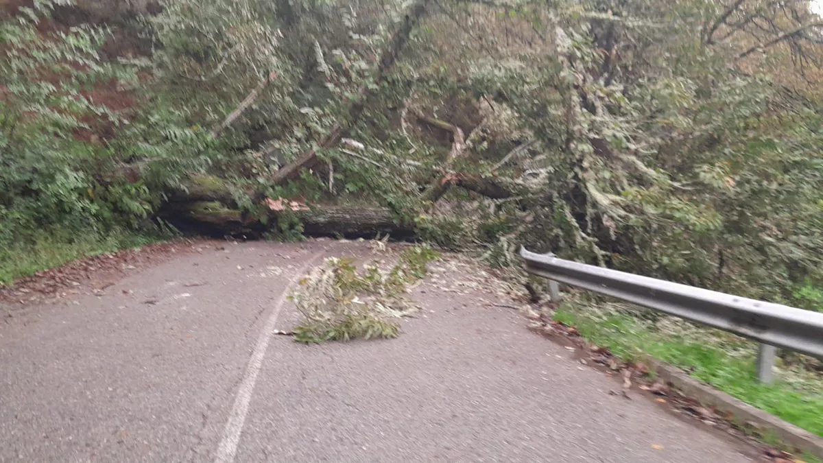 La caída de un árbol corta el tráfico en Ruitelán (Vega de Valcarce) ya reanudado
