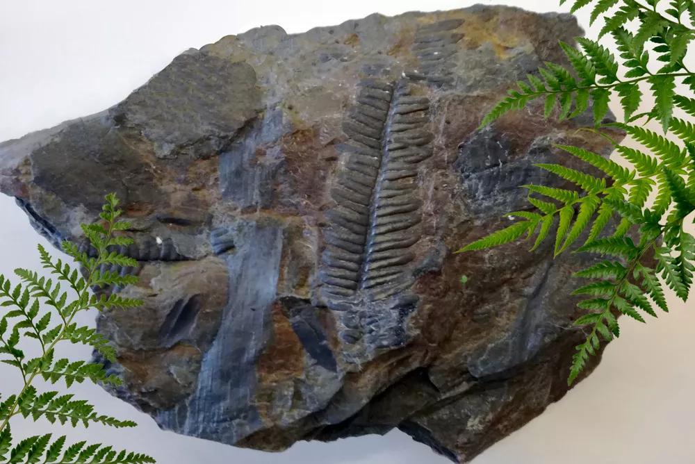 Taller sobre secretos fósiles