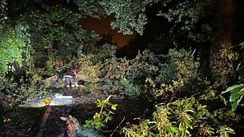 Árbol caído por el temporal de fuertes vientos y lluvia en Ponferrada