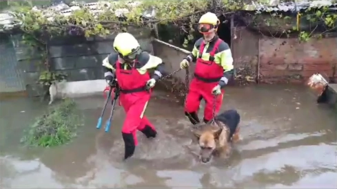 Rescate a un perro en Campo