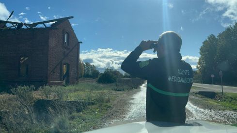 Buitre en Los Oteros