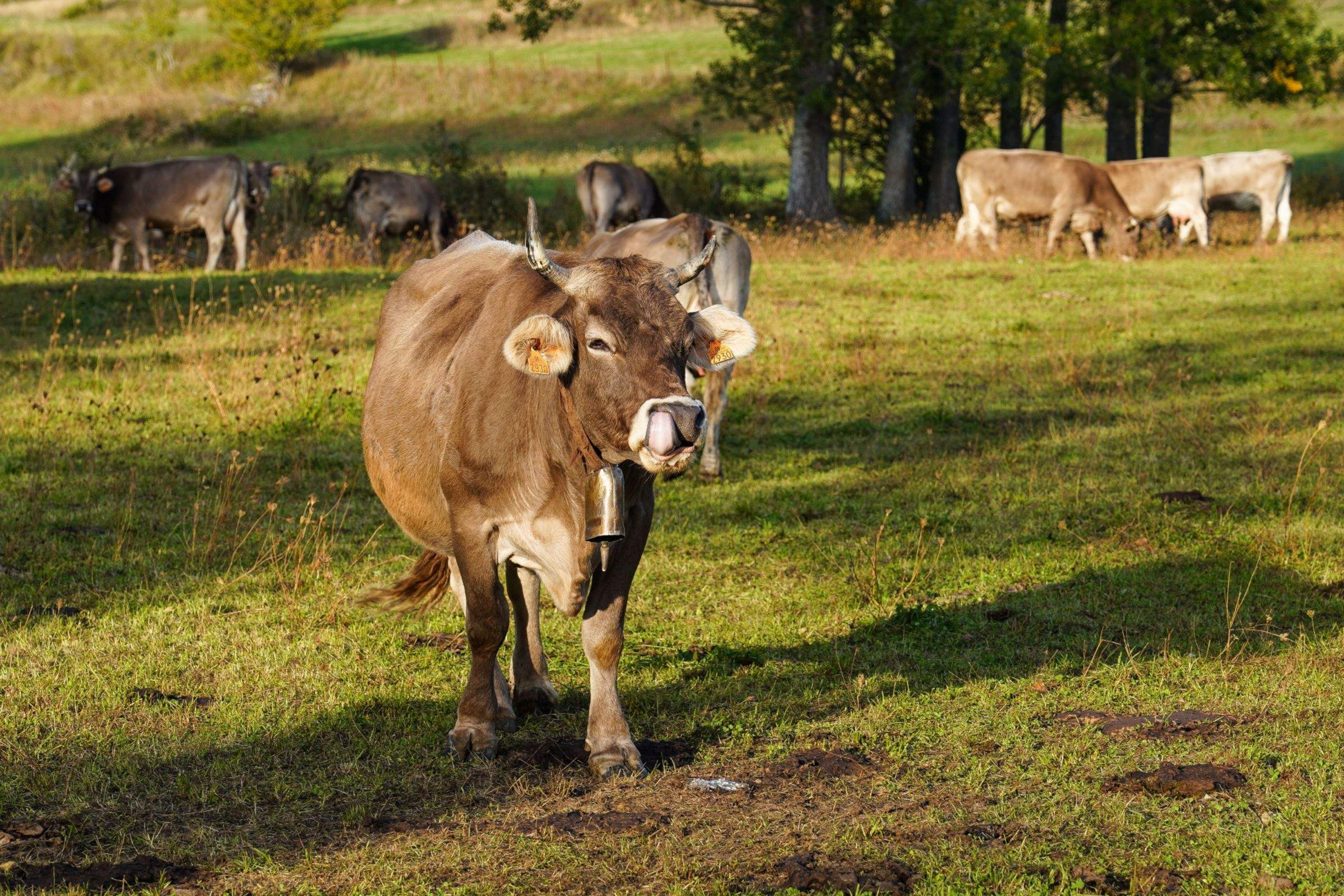  Nueva vida para Reyero