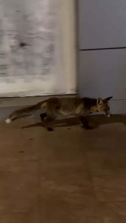 Un zorro pasea por el centro de Ponferrada Un zorro pasea por el centro de Ponferrada