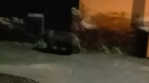 Una nueva incursión de un oso en Villarino del Sil avala la versión de los vecinos de que "las medidas no funcionan"