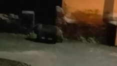 Una nueva incursión de un oso en Villarino del Sil avala la versión de los vecinos de que "las medidas no funcionan" Una nueva incursión de un oso en Villarino del Sil avala la versión de los vecinos de que "las medidas no funcionan"