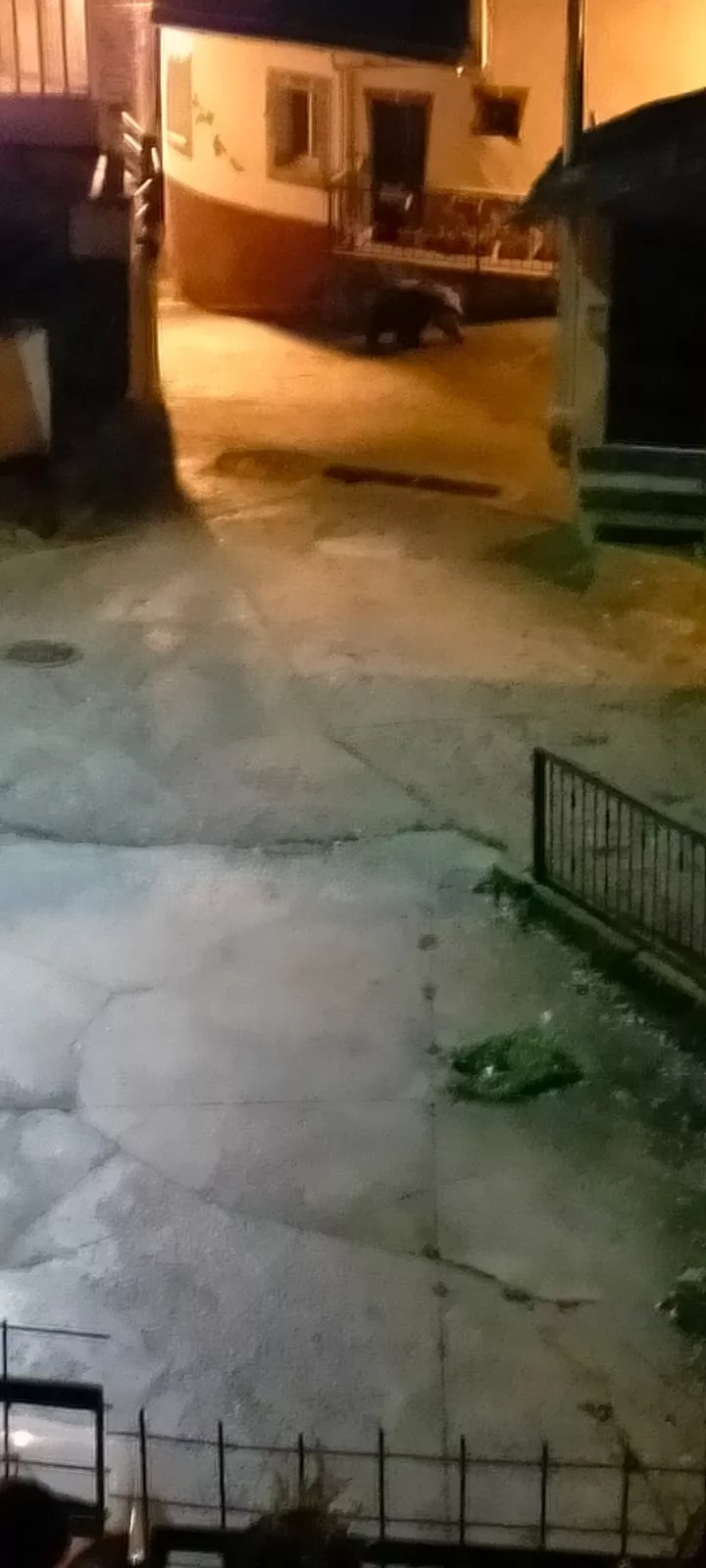 Oso Villarino del Sil Oso Villarino del Sil