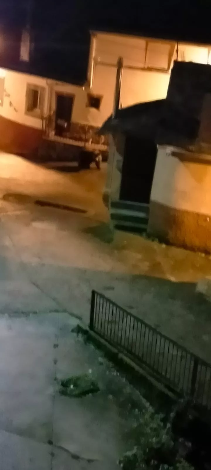 Oso Villarino del Sil Oso Villarino del Sil