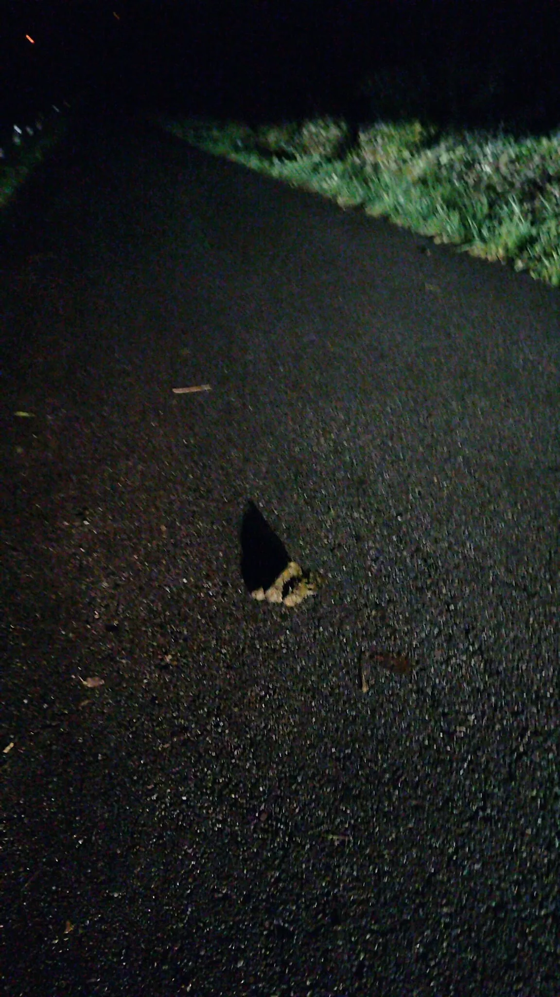 Oso Villarino del Sil Oso Villarino del Sil