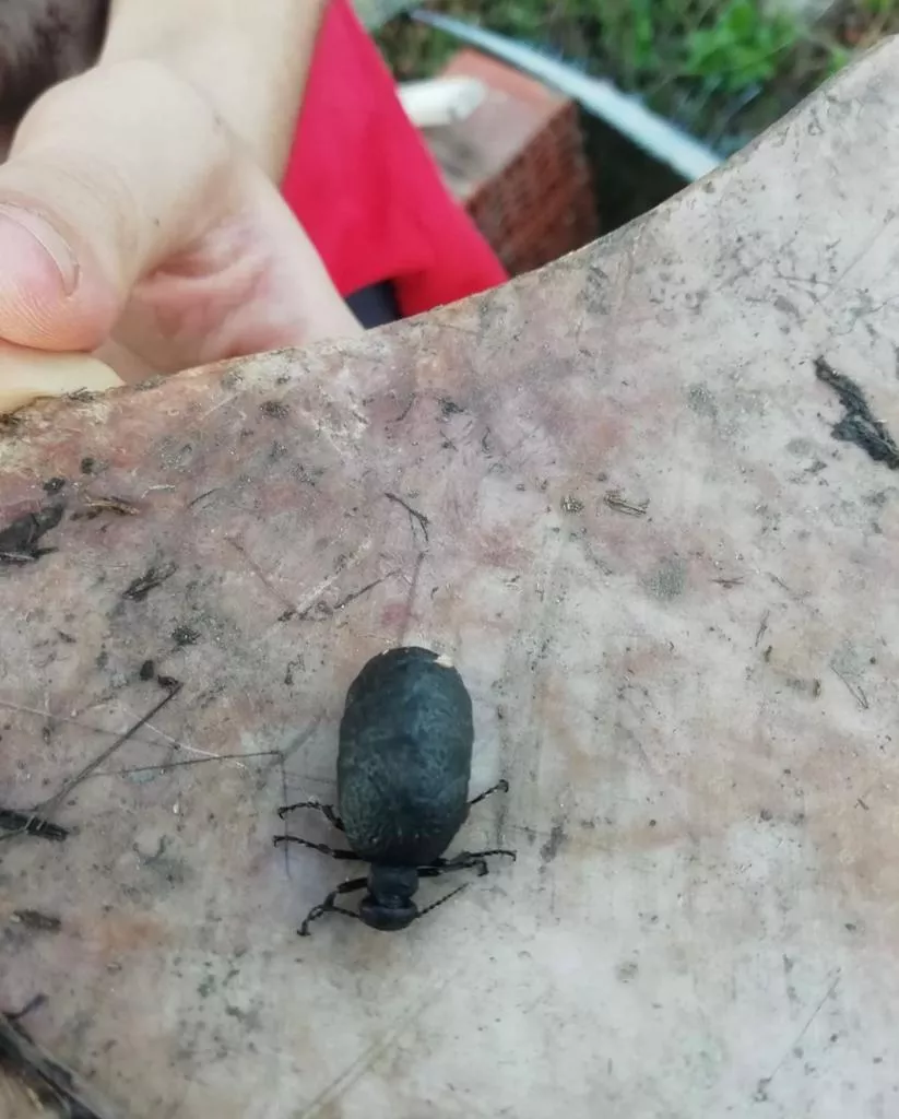 Una veintena de voluntarios recuperan el hotel de insectos de Cacabelos Una veintena de voluntarios recuperan el hotel de insectos de Cacabelos