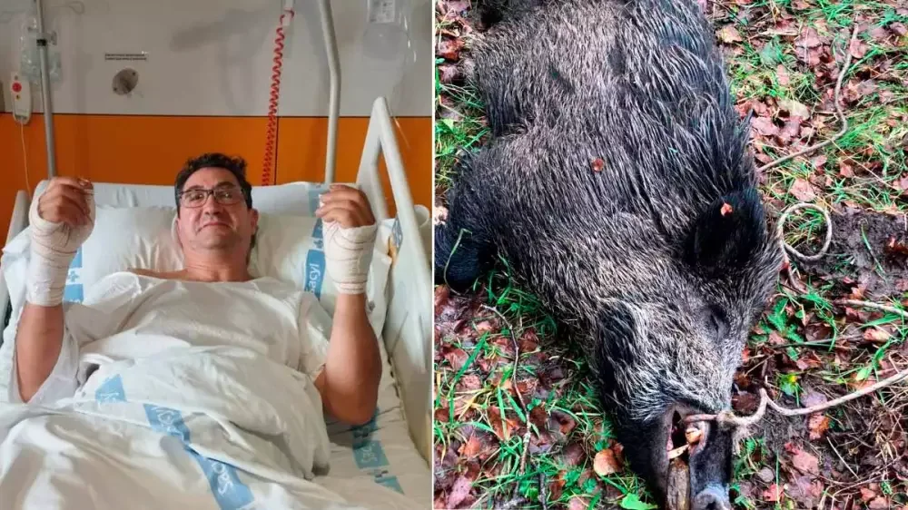 Un jabalí acuchilla ocho veces a un cazador berciano, ingresado en el Hospital de León