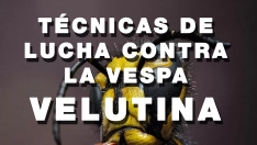 Curso avispa asiática en Molinaseca.