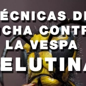 Curso avispa asiática en Molinaseca.