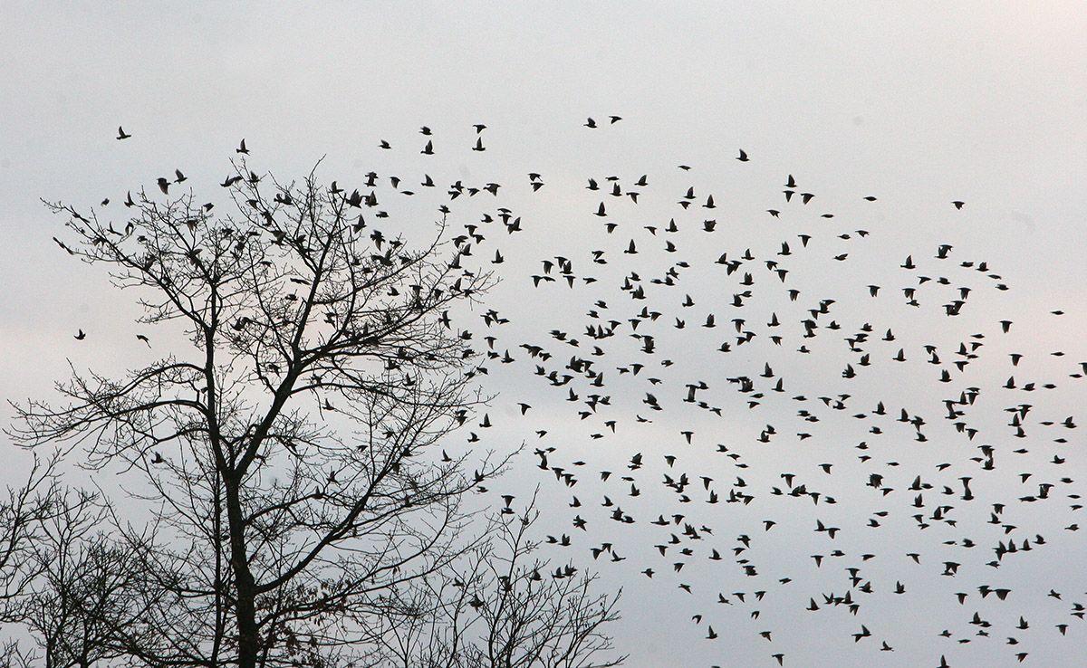 Estorninos Estorninos