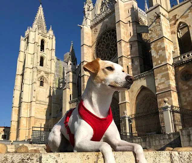 Pipper en su última visita a la catedral de León Pipper en su última visita a la catedral de León