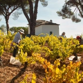 I love wine I love wine