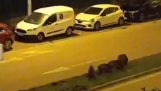 Riesgo para la seguridad vial: una piara de jabalíes en la mediana de la av. del Castillo de Ponferrada