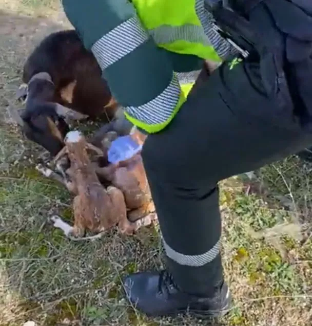 La Guardia Civil asiste a una cabra que estaba pariendo en plena carretera hn