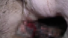 Denuncian la granja del terror en Quintanilla del Coco.