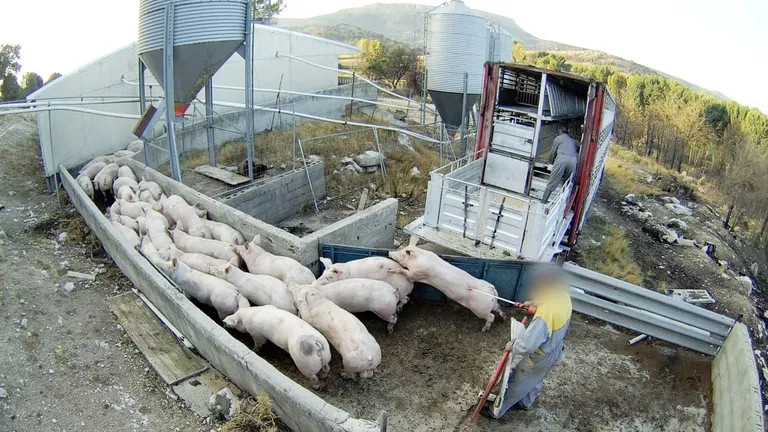 Observatorio de Bienestar Animal | El Seprona actúa en la granja de cerdos de Quintanilla del Coco (Burgos) y no encuentra irregularidades