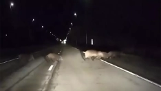 Piara de jabalies en la carretera de Bárcena. Vídeo cedido por Vanesa Fernández a InfoBierzo