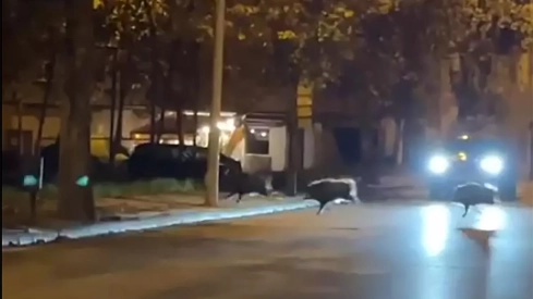 Jabalíes cruzando la avenida del Castillo de Ponferrada