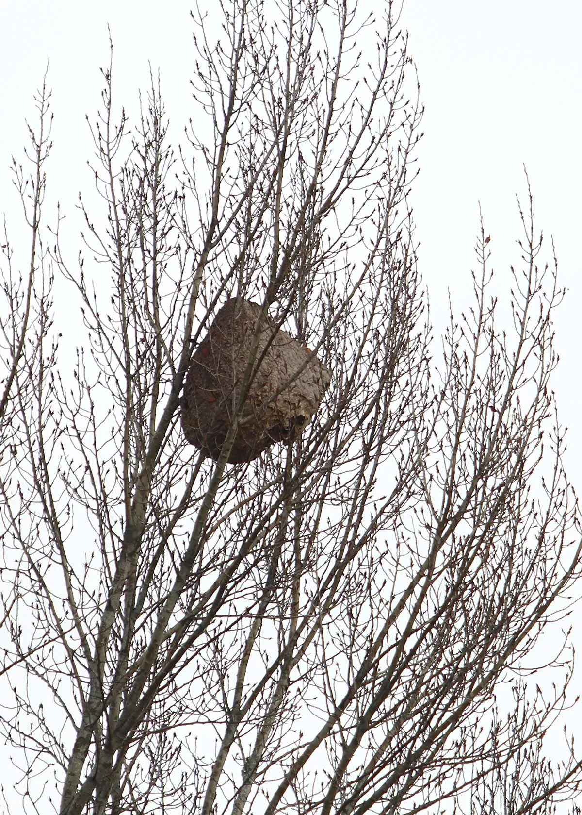 nido avispa asiatica paseo del sil ponferrada 3