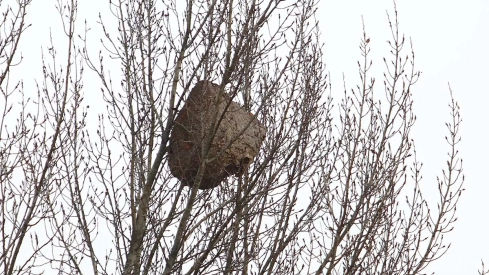 Aparece un nuevo nido de avispa asiática en la orilla del Sil a su paso por Ponferrada | César Sánchez - ICAL 