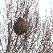 Aparece un nuevo nido de avispa asiática en la orilla del Sil a su paso por Ponferrada | César Sánchez - ICAL 