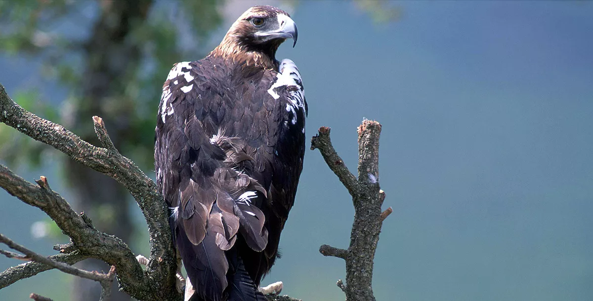 La población del águila imperial ibérica en Castilla y León pasa de 17 a 130 parejas censadas entre 1989 y 2022