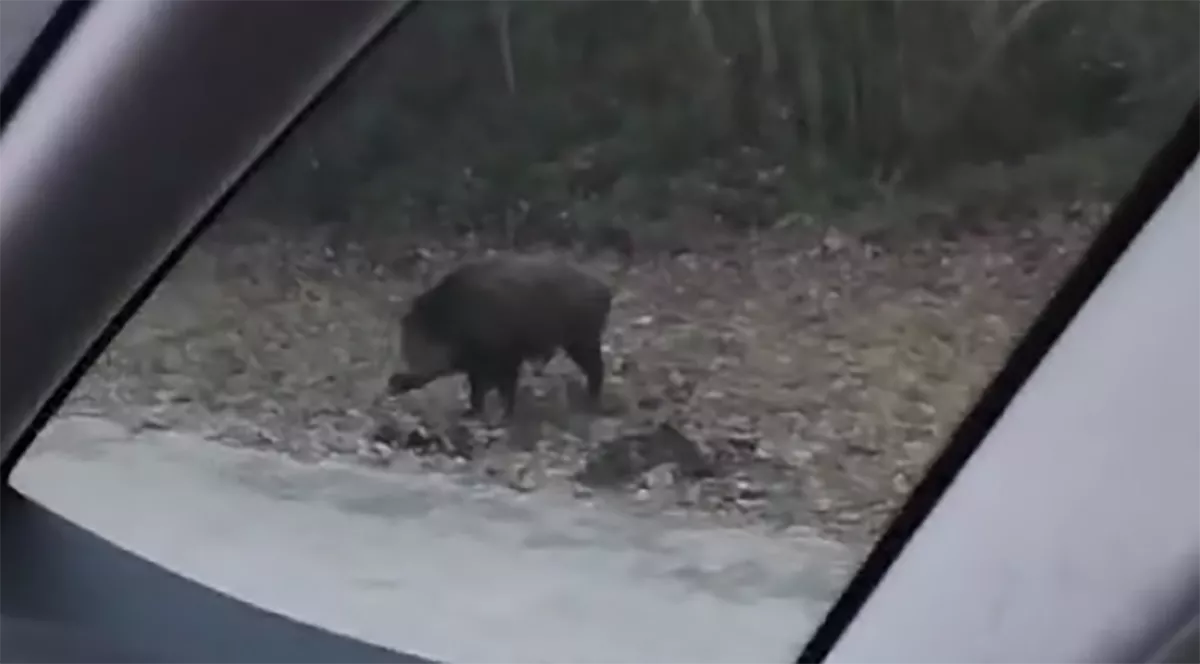 Escena peligrosa para los conductores: un jabalí en plena N-6 en Camponaraya