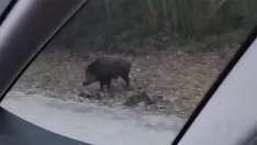 Escena peligrosa para los conductores: un jabalí en plena N-6 en Camponaraya