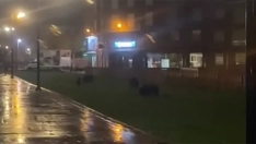 Una manada de jabalíes pasta a sus anchas en plena Avenida del Castillo: ¿Hora de tomar medidas en esta zona?